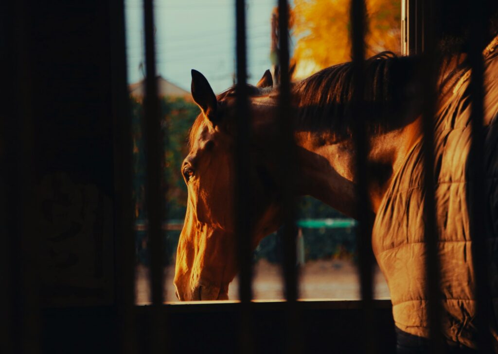 NS Horse Screen